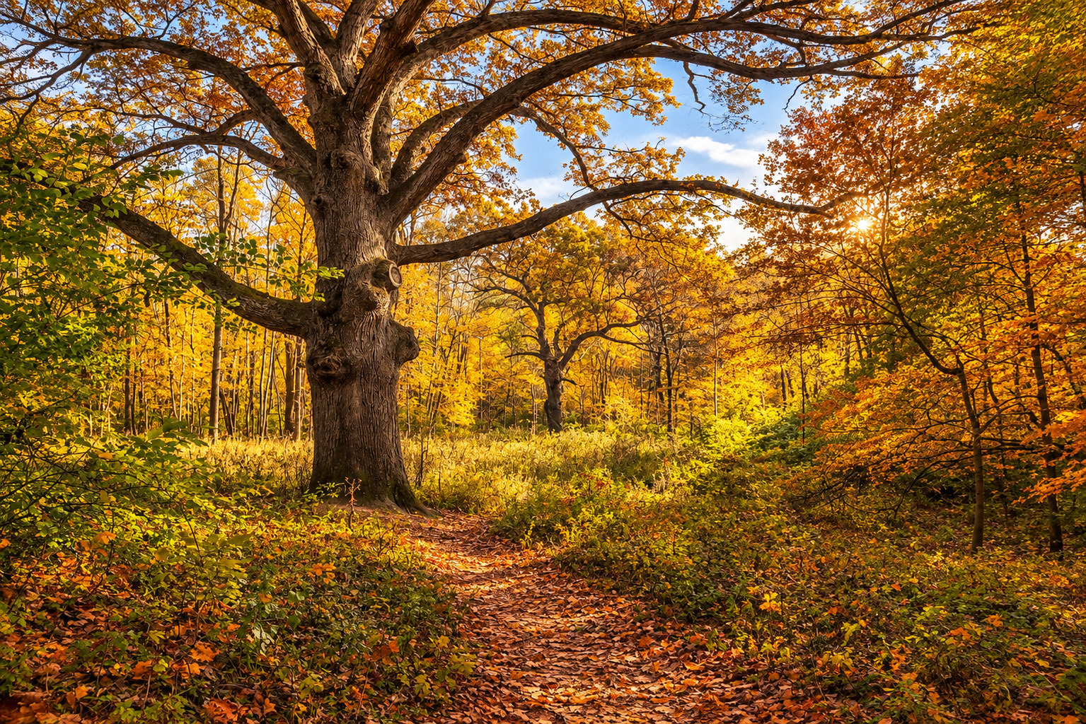 A large oak in autumn light, a leaf-covered path leading toward the tree.