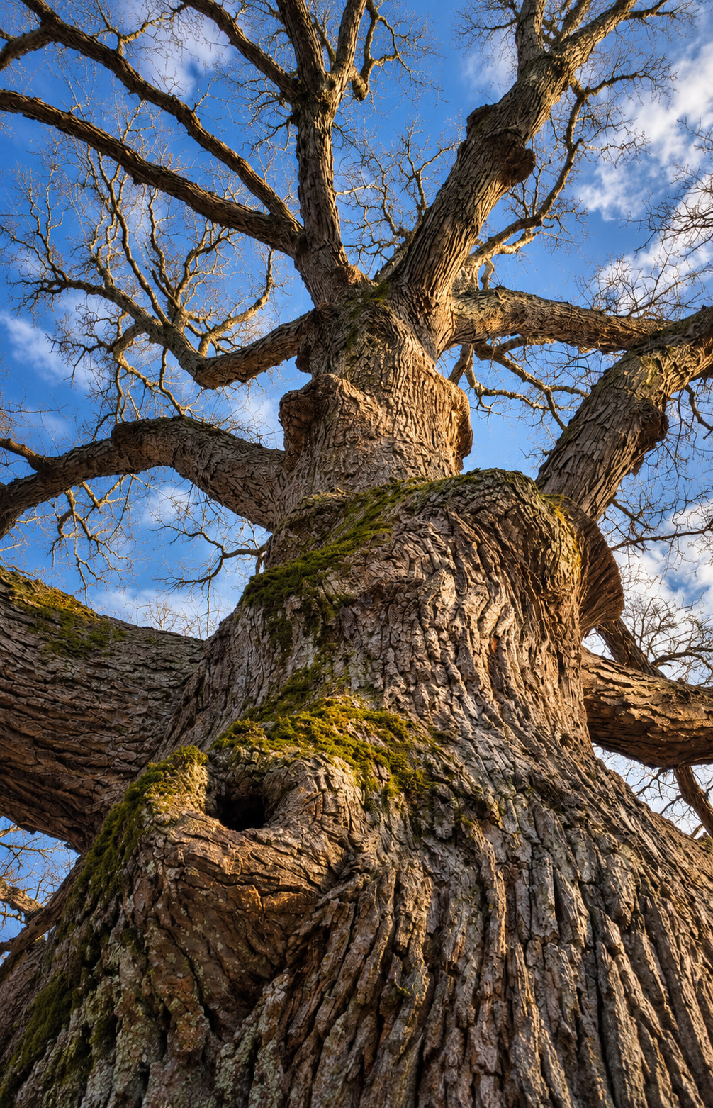 Looking up the trunk of a large oak, moss on the bark, branches open against a blue sky.