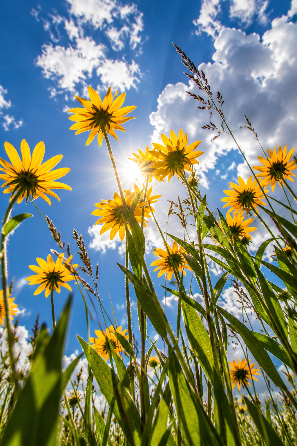 Yellow sunflowers against a blue sky, sun flaring through the petals.